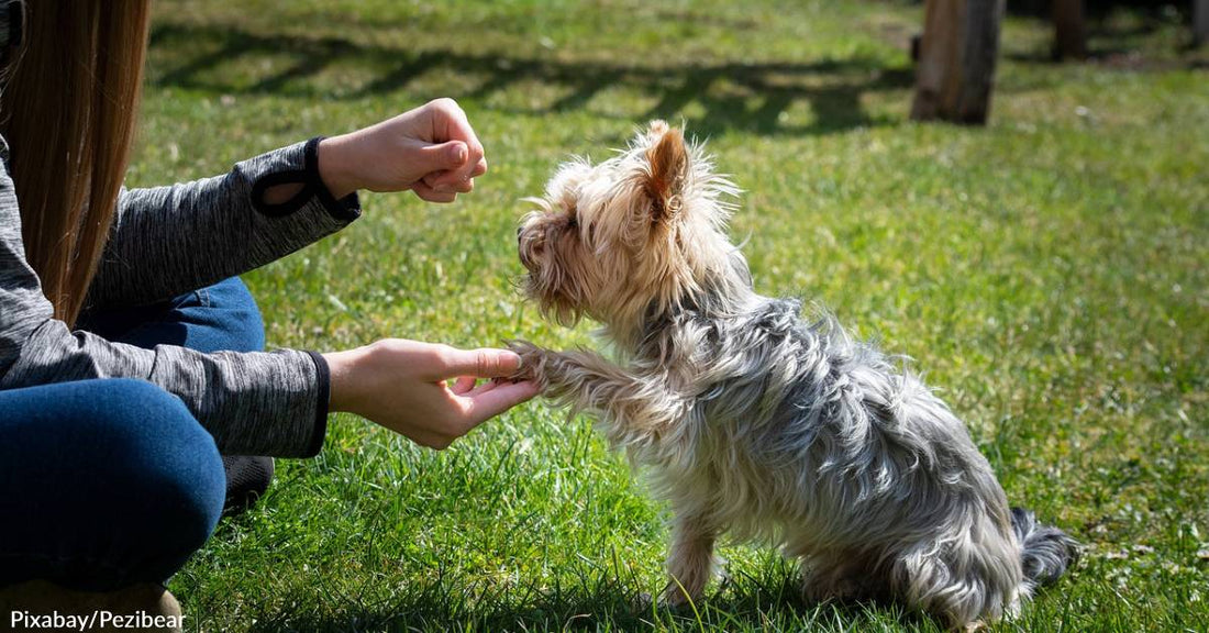 Vet Says a Large Part of Behavioral Issues in Dogs is Due to their Owners