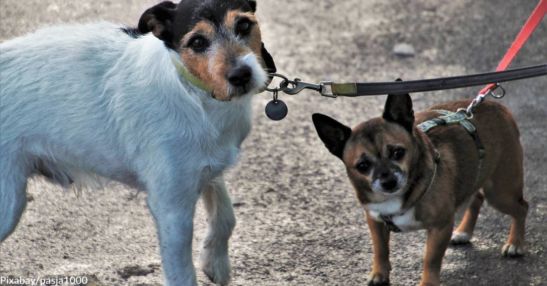 Kentucky Animal Shelter in Dire Need of Volunteer Dog Walkers, Be a Hero Today!