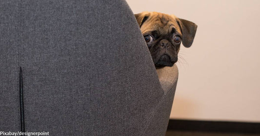 More and More Dogs Are Reportedly Going Back to Work with Their Pet Parents