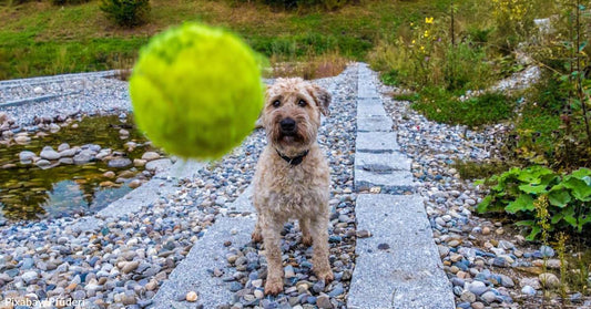 Vet Raises Health Concerns Over Dogs Playing with Tennis Balls