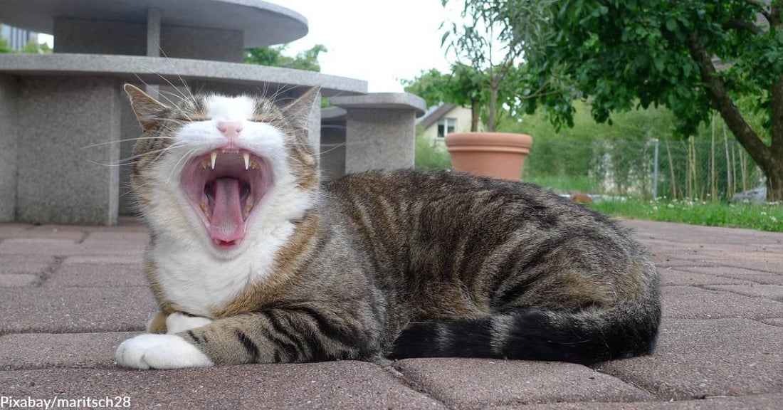 The Most Common Disorder Among Cats is Gum Disease, and it's No Laughing Matter