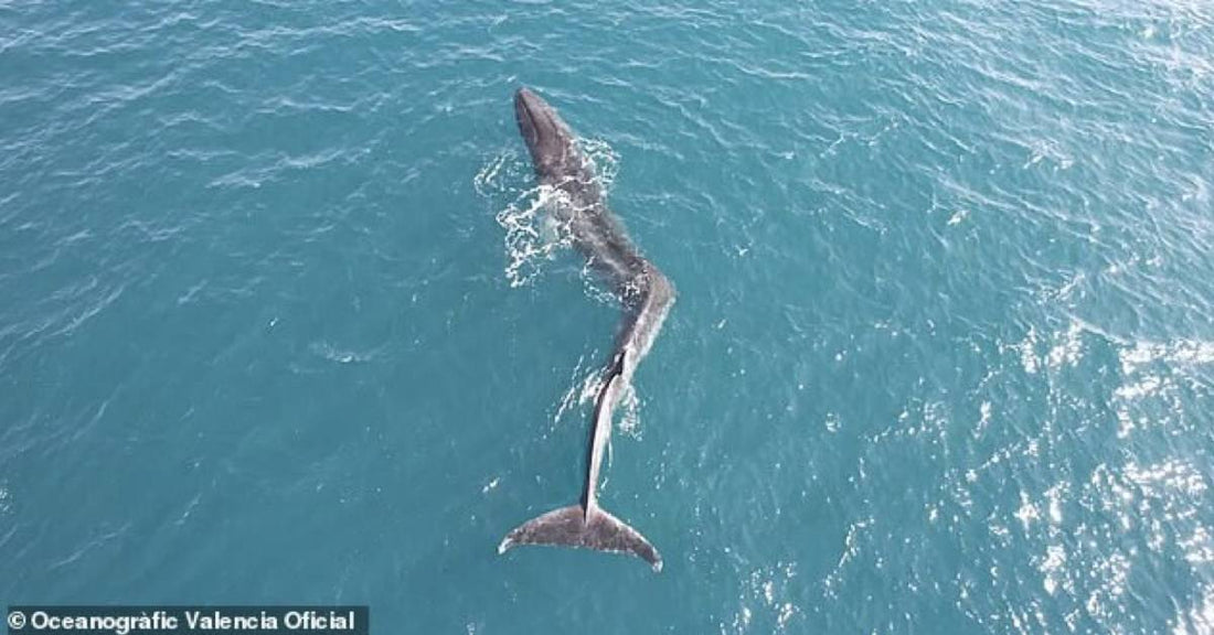 A 55-Foot Fin Whale with a Severe Case of "Scoliosis" was Spotted Off the Coast of Spain