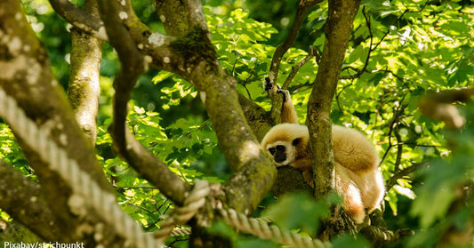 The Mystery Surrounding a Pregnant Gibbon in Japan Has Finally Been Solved!