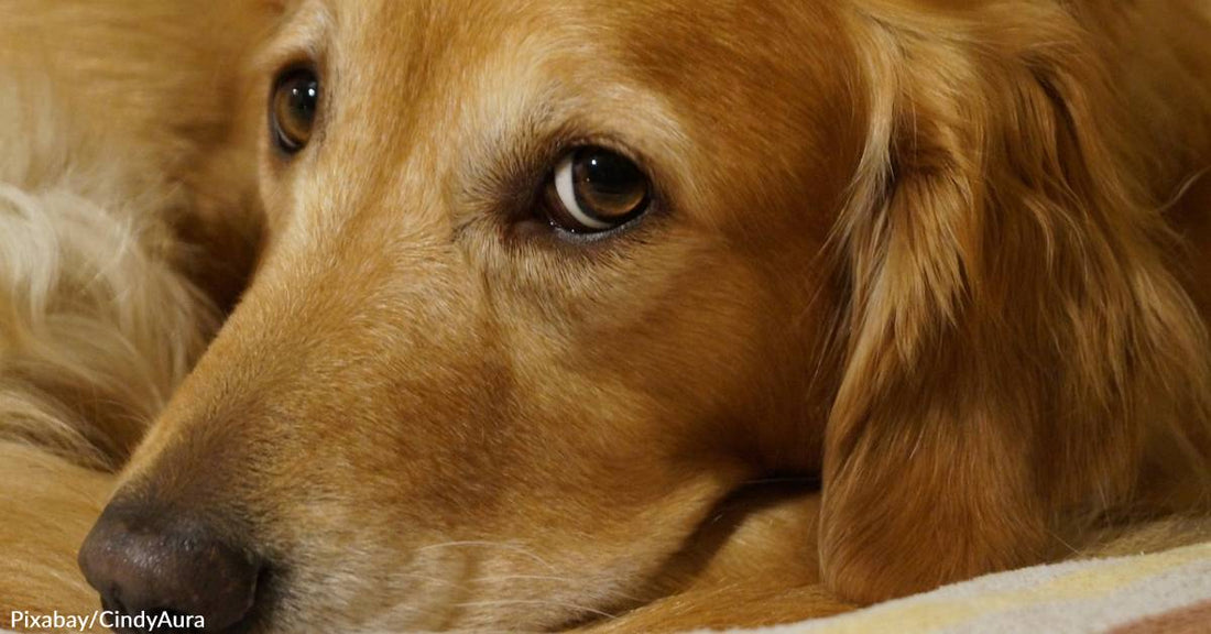 100 Golden Retrievers to Cross Boston Marathon Finish Line Day Before Race