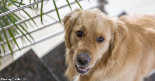 Retriever Owner &amp; Dog Make Beautiful "Music" Together in Viral TikTok with Toy Horn