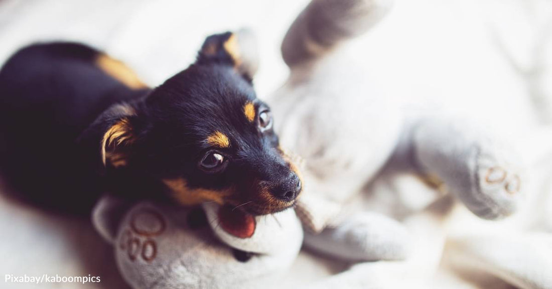 Dog Heartbeat Toys Could Actually Be Quite Beneficial for Pets