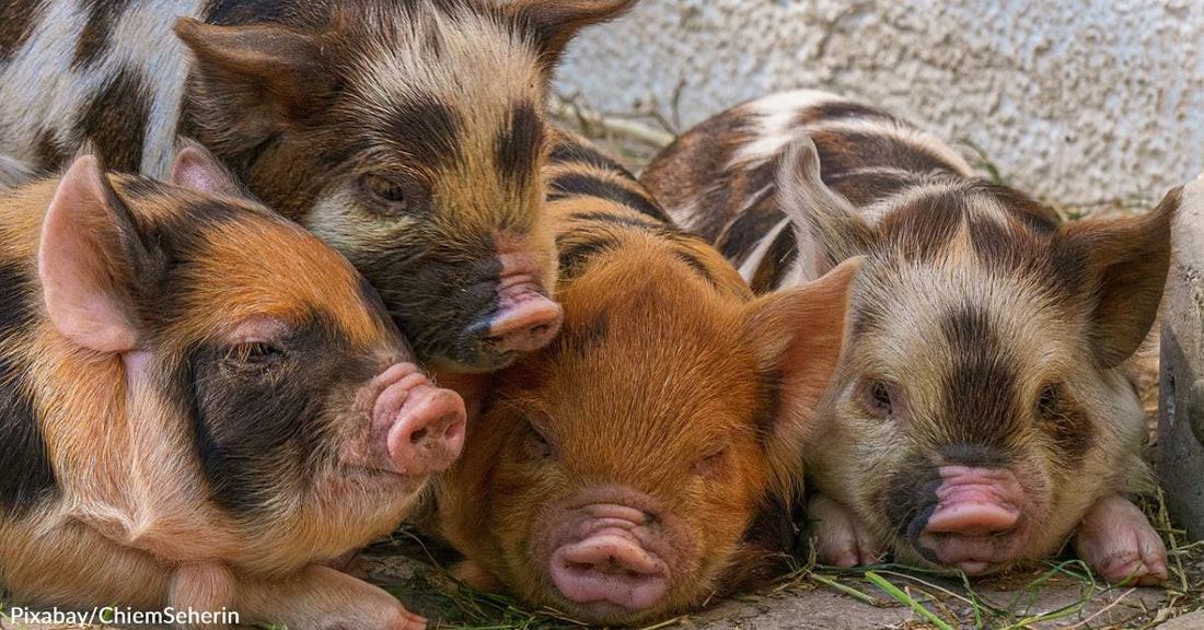 Learn What to Look For as Farm Animals &amp; Livestock Suffer From Extreme Heat Like Everyone/Everything Else