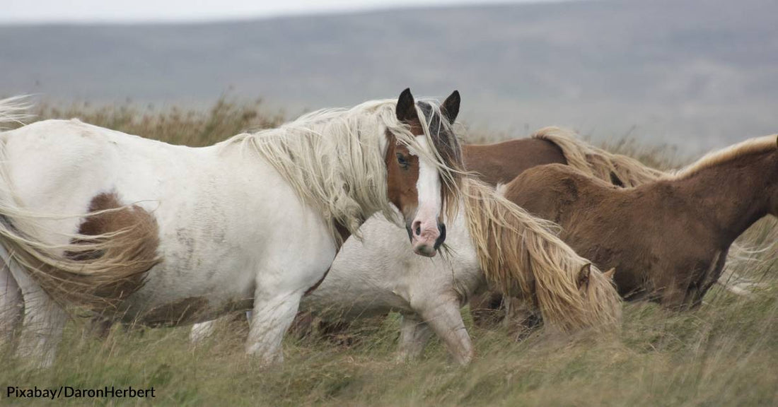 New Research Points to Native Americans Spreading Horses Across the West Before Europeans Arrived There