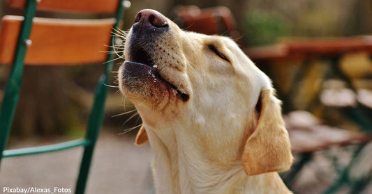 Is Your Dog a Barker or a Howler? One is Genetically Closer to Wolves