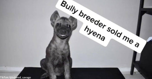 Man Blown Away When Scam "Bully Puppy" Turns Out to Be a Hyena