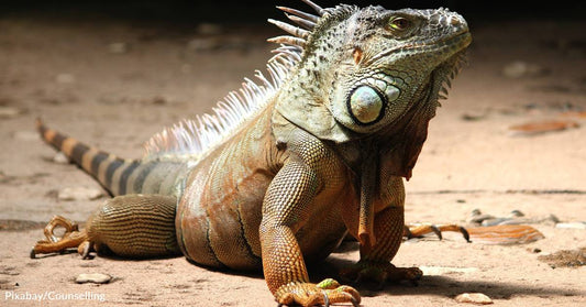 Florida Man Injured When Huge Iguana Drops on His Face During Yoga Class