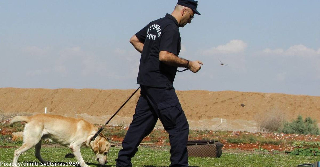 Pot-Sniffing Dogs Retiring Early Around the Country Now that Weed is Legal