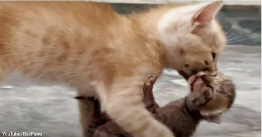#FuzzyFriday: A Small Kitten Dragged an Even Tinier Kitty Into a House for His Mama to Save