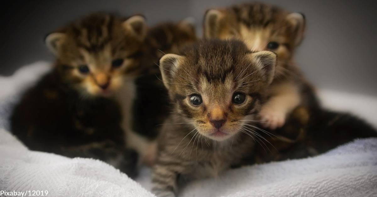 Kitten Season is Almost Here, and It's Not Such a Great Thing Unless ...