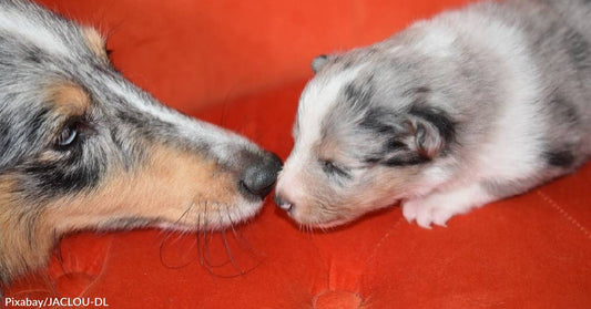 Mama's Last Litter Program for Dogs and Cats in Michigan is a Terrific Idea