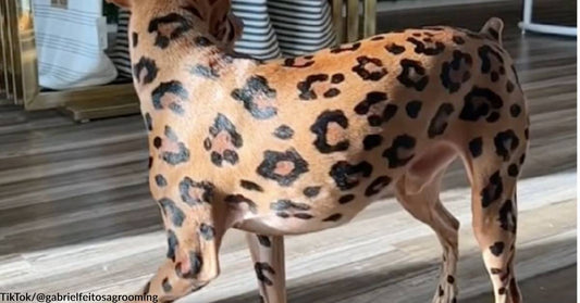 Dog Groomer Turns Ordinary Family Pets Into Stunning Wildlife on TikTok