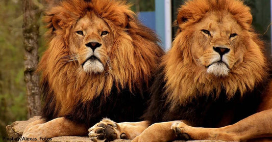 Lion Kings No More: The Web Mourns Brothers Taken Out by Younger Rivals