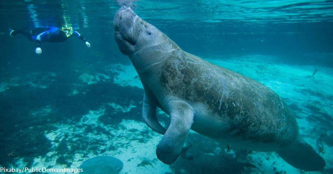 Record Number of Manatees Returned to Florida Waters in One Day