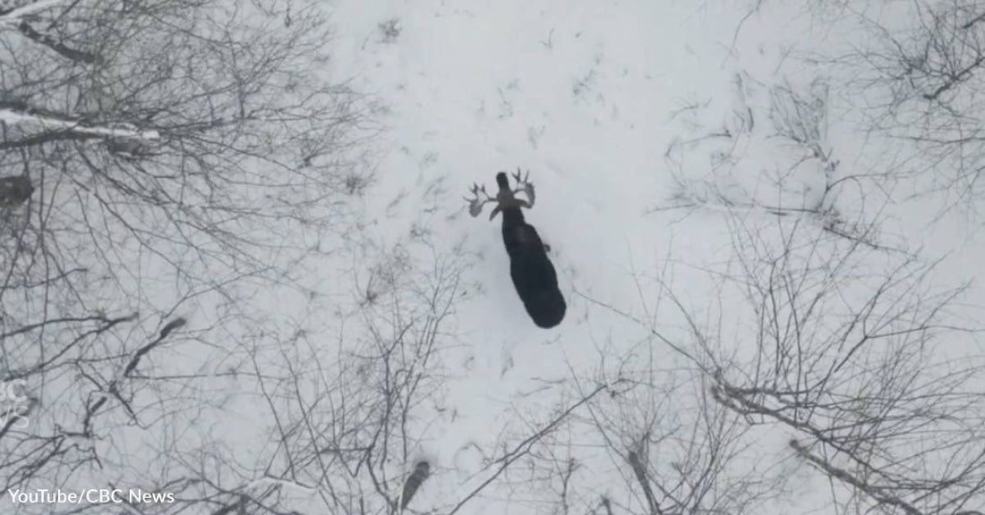 Amazing Drone Footage Captures the Moment a Bull Moose Shed its Antlers in Canada