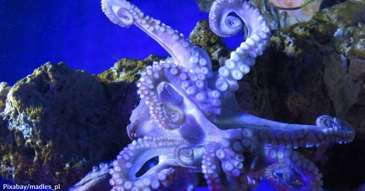 Scientists Gather More Proof Octopuses May Actually Dream