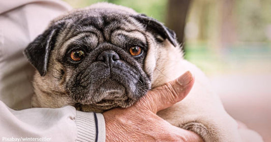 6 Ways to Make the Lives of Elderly Pets Easier