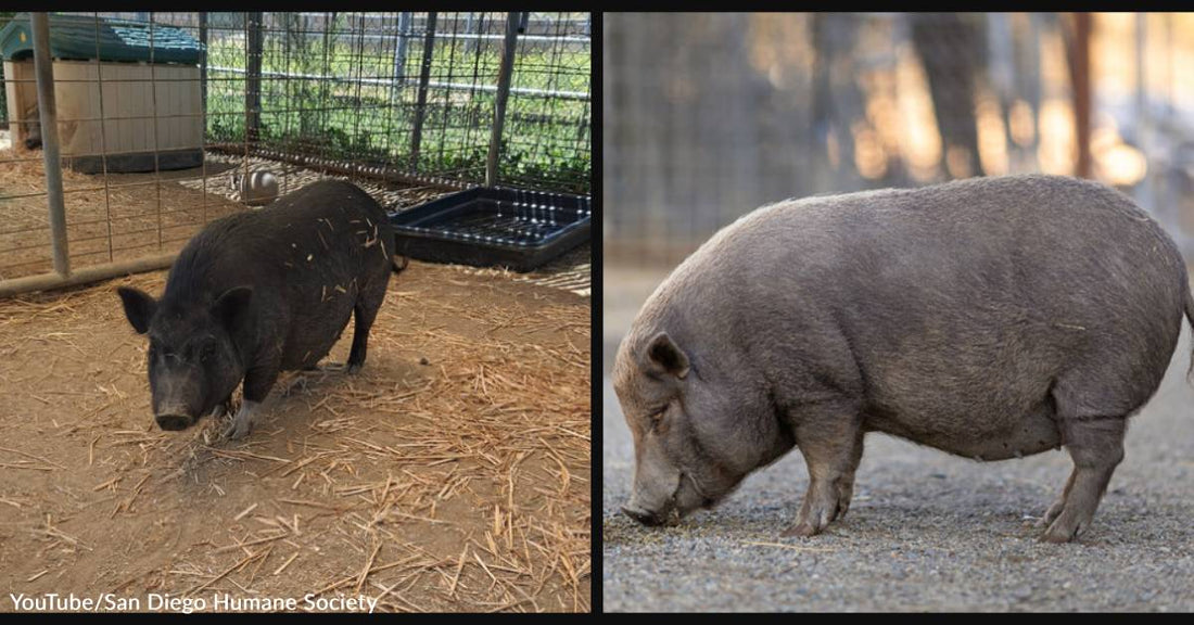 Once Shy Potbellied Piggies Kylee and Dahlia Have Come Out of Their Shells and are Ready for Adoption