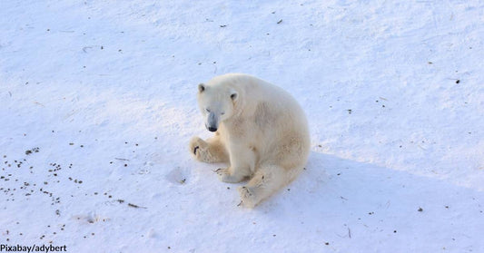 Polar Bear Cub Captured in Alaska Will Live in Zoo