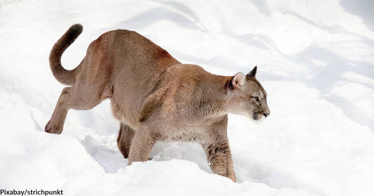 Mountain Lions Near Colorado Town Kill 15 Dogs in 30 Days!