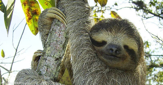 Critically Endangered Pygmy Sloths of Panama are Slipping Away