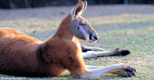 Will Australia's Dingo-Proof Fence Lead to Evolutionary Differences in Kangaroos?