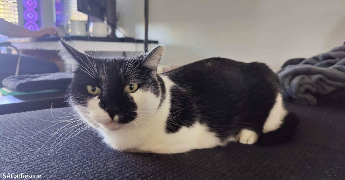 Grumpy-Faced Rescue Cat Brought in from Cold Adjusts to New Surroundings but Still Needs Forever Home