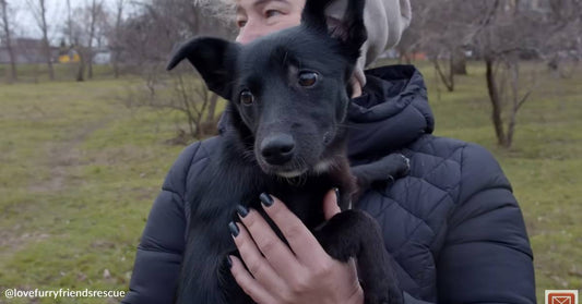 Small Stray Dog with Medical Issues Rescued from Park, Receives Treatment and New Home!