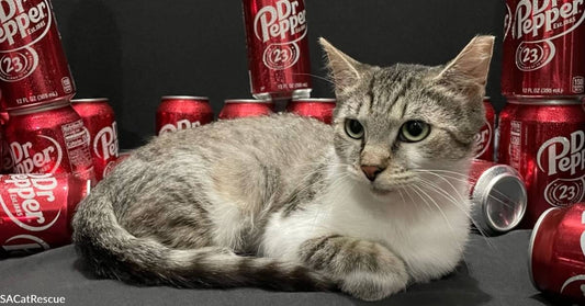 Shy Street Survivor "Dr. Pepper" Has Transitioned to a Loving House Kitty