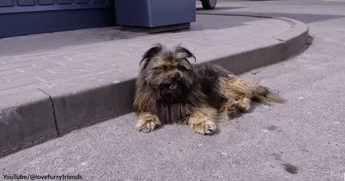 A 2-Year-Old Dog Covered in Fleas, Ticks, &amp; Matted Fur Gets a 2nd Chance at Happiness