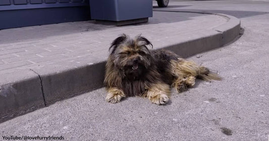 A 2-Year-Old Dog Covered in Fleas, Ticks, &amp; Matted Fur Gets a 2nd Chance at Happiness