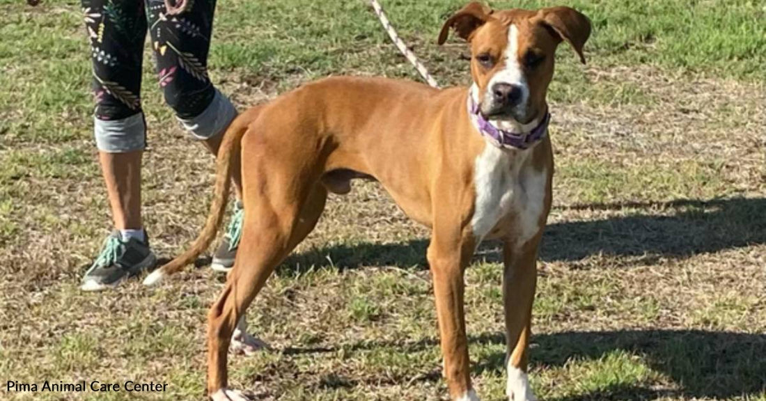 Boxer Pup, Royal, Longs for the Royal Treatment in Life