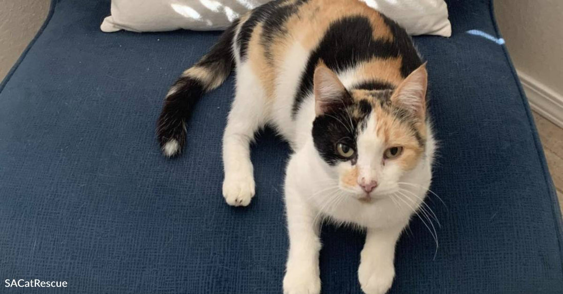 Saved from the Streets of Mexico, Mia the Rescue Cat Needs a Forever Home