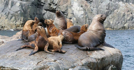 Male Sea Lions in California Pack on the Pounds &amp; Get Stronger in Response to Climate Change