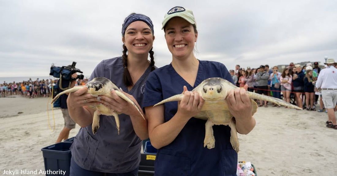 Sea Turtles Released Off Georgia's Jekyll Island After Long Recovery