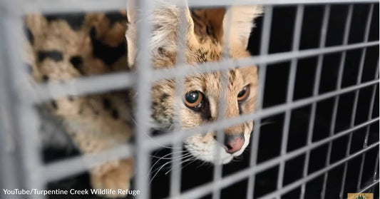 African Serval Cat Found Wandering Missouri Farm Sent to Rescue Sanctuary