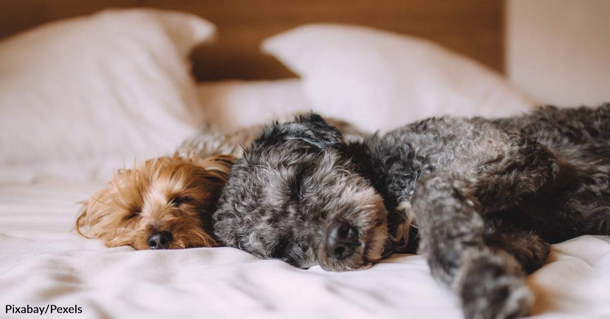 Shedding Season is the Worst Time of Year to Sleep with Pets | GreaterGood