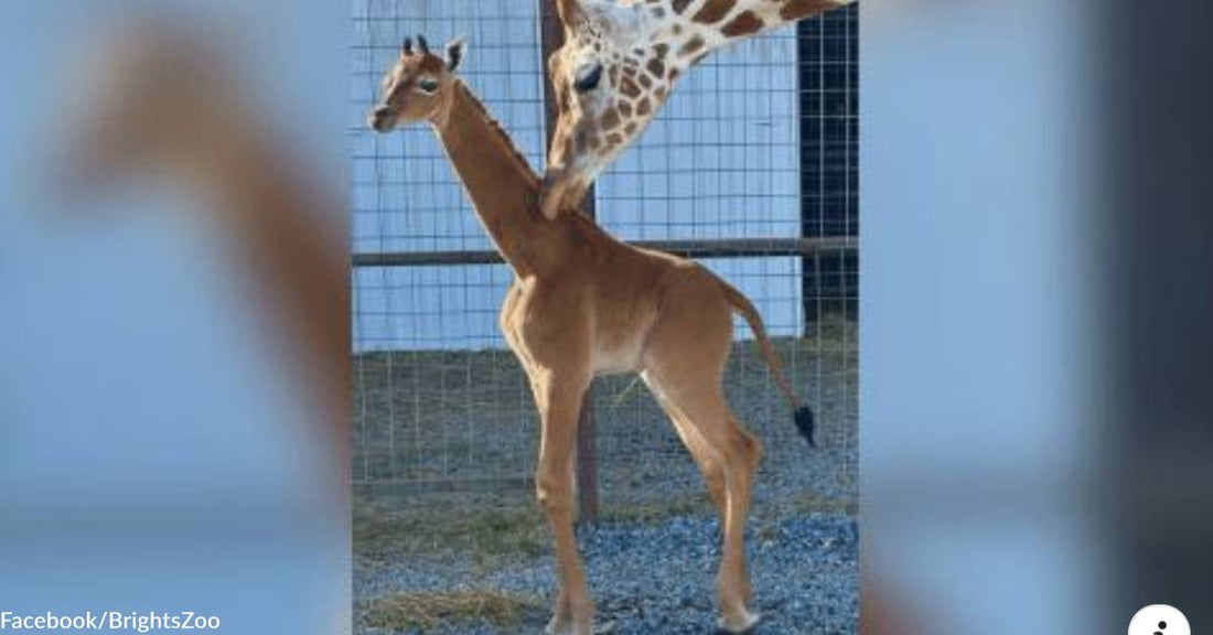 An Extremely Rare "Spotless" Giraffe is Born in a Tennessee Zoo, &amp; She Needs a Name