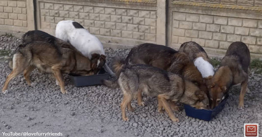 Rescue Group Feeds 100 Stray Dogs Daily, They Are NOT Invisible