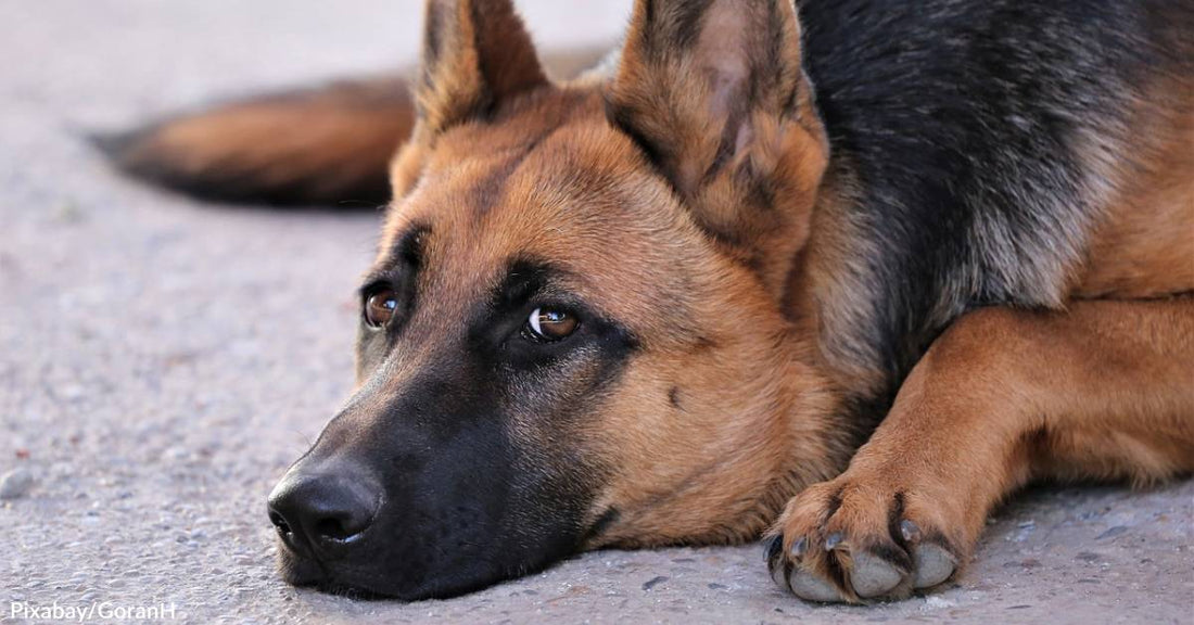 Protective German Shepherd Fosters Adorable Abandoned Ducklings