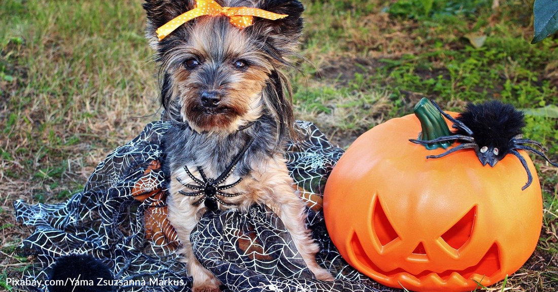 Protect Your Dogs And Cats This Halloween Season