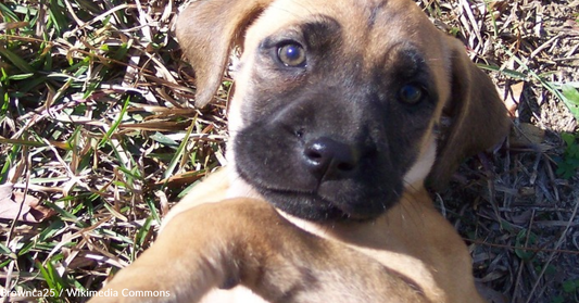 Dog Finds Her New Forever Home After Being Left To Die In A Landfill