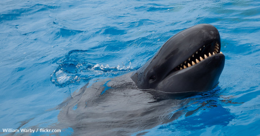 Viral Video Has People Terrified Of False Killer Whales