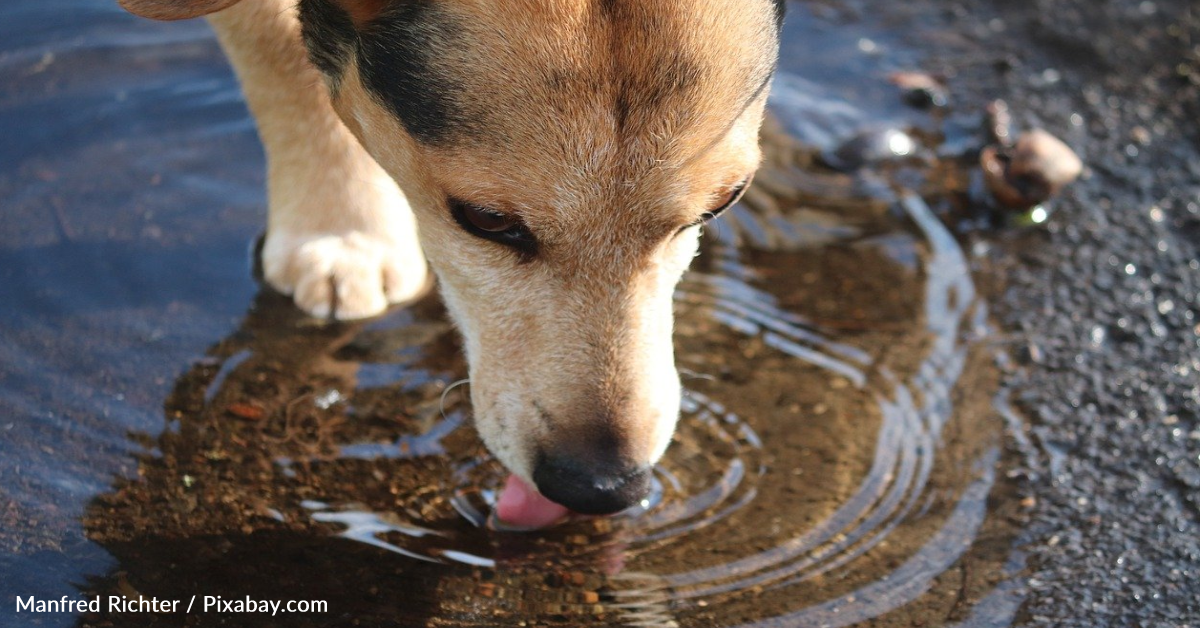 Puddles May Be Putting Your Dogs At Risk | GreaterGood