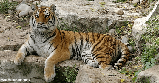 Meet Antoine Yates, The Man Who Lived With A Tiger In A New York Apartment For Years