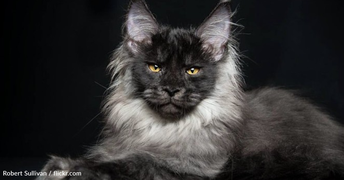 Meet Richie, The Main Coon That Looks Like A Yeti